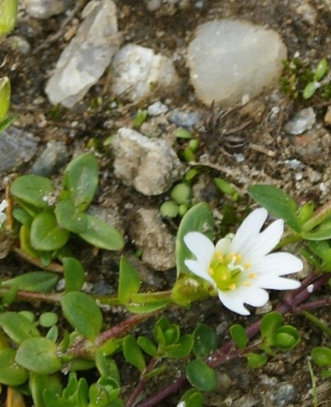 Pflanzenbild gross Dreigriffliges Hornkraut - Cerastium cerastoides