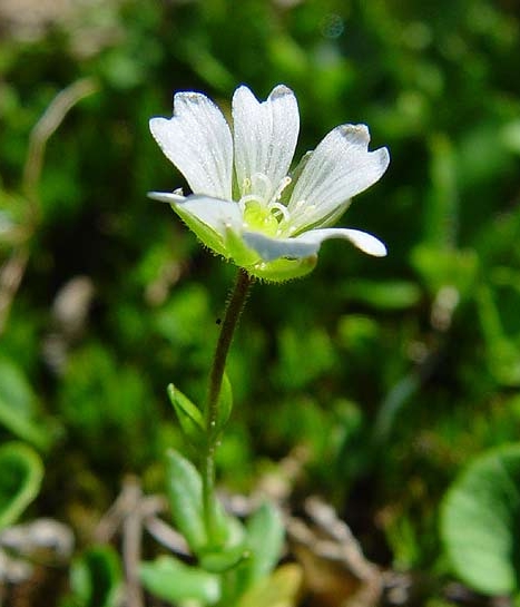 Pflanzenbild gross Dreigriffliges Hornkraut - Cerastium cerastoides