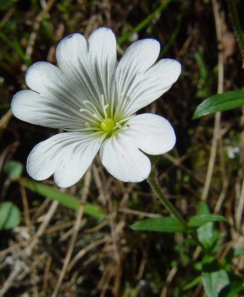 Pflanzenbild gross Acker-Hornkraut - Cerastium arvense