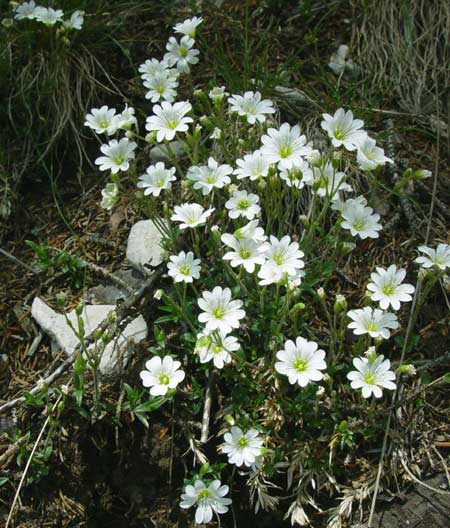 Pflanzenbild gross Acker-Hornkraut - Cerastium arvense