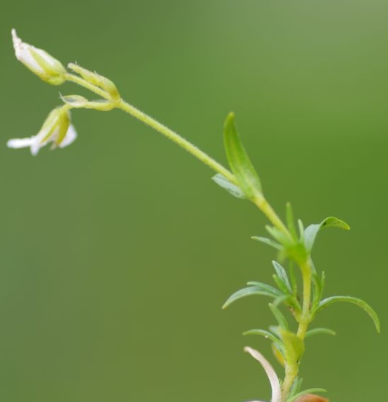 Pflanzenbild gross Acker-Hornkraut - Cerastium arvense