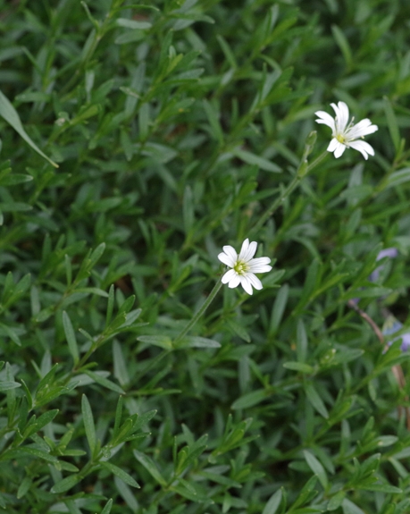 Pflanzenbild gross Acker-Hornkraut - Cerastium arvense