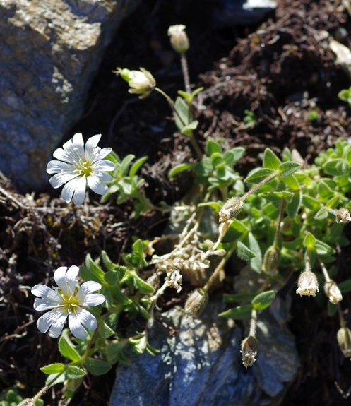 Pflanzenbild gross Einblütiges Hornkraut - Cerastium uniflorum