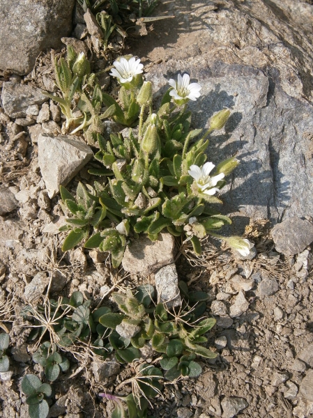 Pflanzenbild gross Einblütiges Hornkraut - Cerastium uniflorum