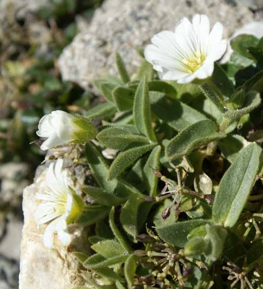Pflanzenbild gross Breitblättriges Hornkraut - Cerastium latifolium