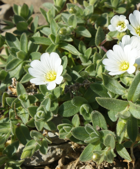 Pflanzenbild gross Breitblättriges Hornkraut - Cerastium latifolium