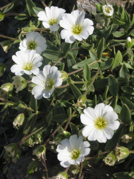 Pflanzenbild gross Breitblättriges Hornkraut - Cerastium latifolium