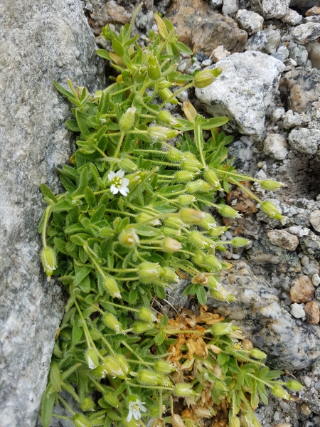 Pflanzenbild gross Langstieliges Hornkraut - Cerastium pedunculatum