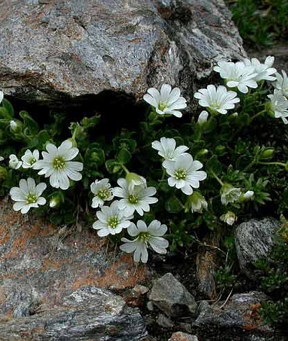 Pflanzenbild gross Langstieliges Hornkraut - Cerastium pedunculatum