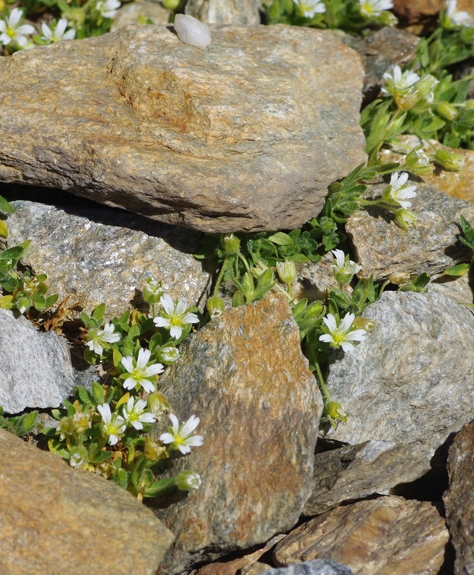 Pflanzenbild gross Langstieliges Hornkraut - Cerastium pedunculatum