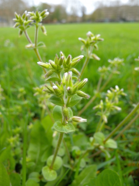 Pflanzenbild gross Knäuel-Hornkraut - Cerastium glomeratum