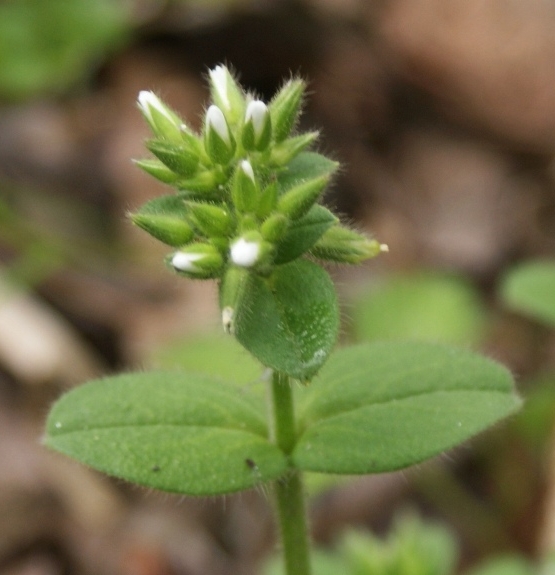 Pflanzenbild gross Knäuel-Hornkraut - Cerastium glomeratum