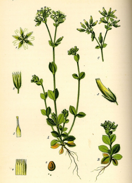 Pflanzenbild gross Knäuel-Hornkraut - Cerastium glomeratum
