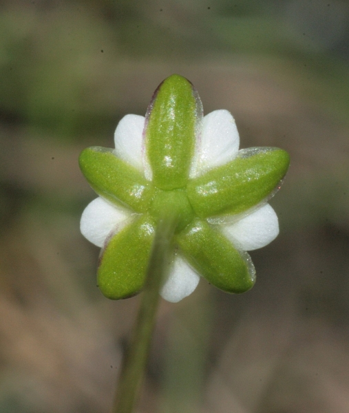 Pflanzenbild gross Alpen-Mastkraut - Sagina saginoides