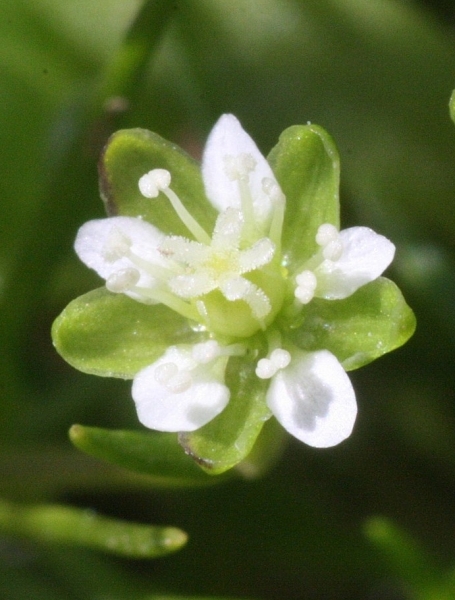 Pflanzenbild gross Alpen-Mastkraut - Sagina saginoides
