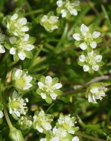 Pflanzenbild gross Alpen-Mastkraut - Sagina saginoides