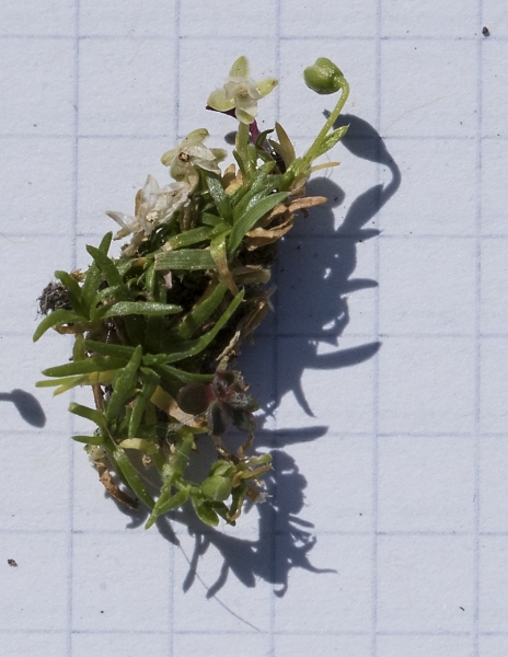 Pflanzenbild gross Niederliegendes Mastkraut - Sagina procumbens