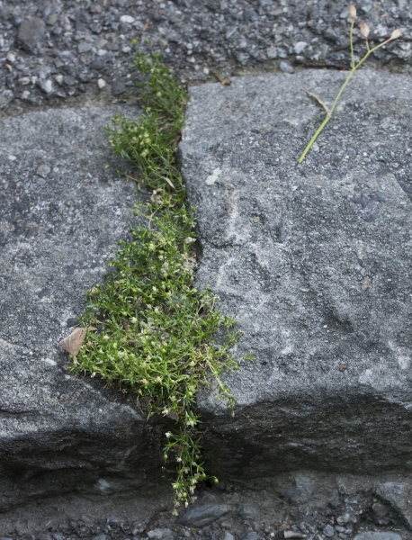 Pflanzenbild gross Niederliegendes Mastkraut - Sagina procumbens
