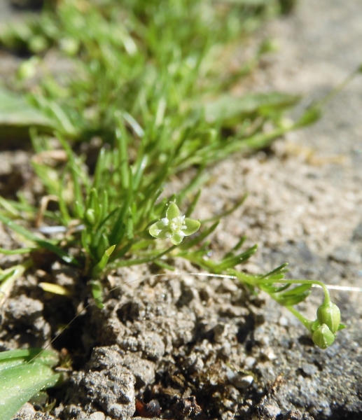 Pflanzenbild gross Niederliegendes Mastkraut - Sagina procumbens