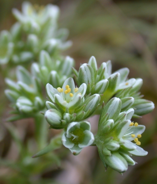 Pflanzenbild gross Ausdauernder Knäuel - Scleranthus perennis