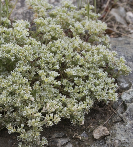 Pflanzenbild gross Ausdauernder Knäuel - Scleranthus perennis
