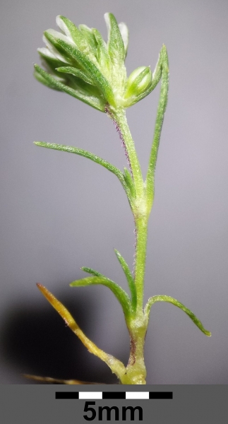 Pflanzenbild gross Ausdauernder Knäuel - Scleranthus perennis