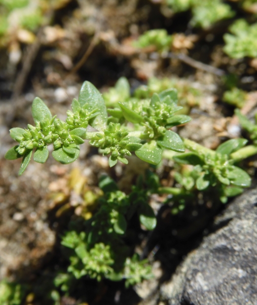 Pflanzenbild gross Kahles Bruchkraut - Herniaria glabra