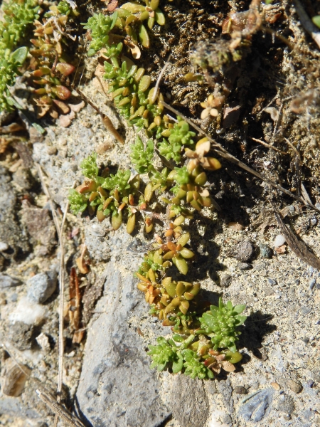 Pflanzenbild gross Kahles Bruchkraut - Herniaria glabra