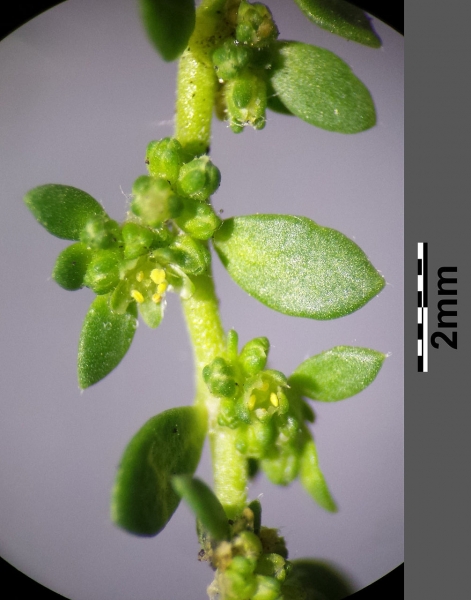 Pflanzenbild gross Kahles Bruchkraut - Herniaria glabra