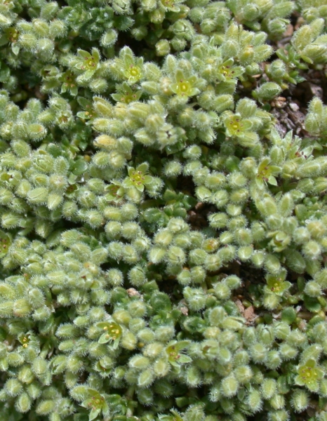 Pflanzenbild gross Alpen-Bruchkraut - Herniaria alpina