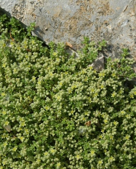 Pflanzenbild gross Alpen-Bruchkraut - Herniaria alpina