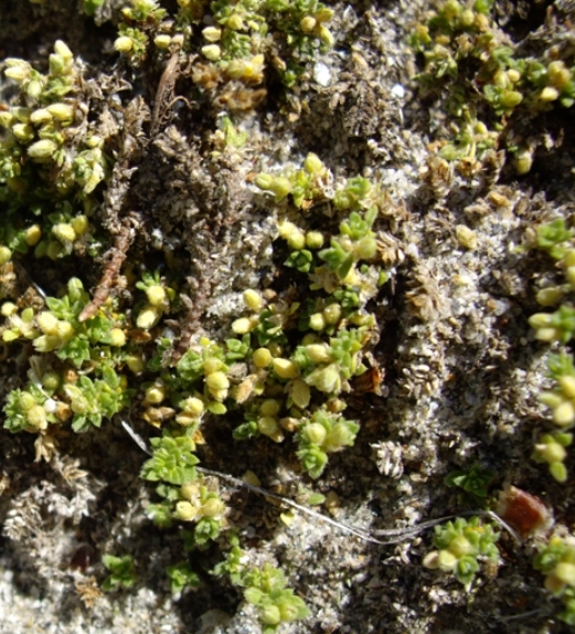 Pflanzenbild gross Alpen-Bruchkraut - Herniaria alpina