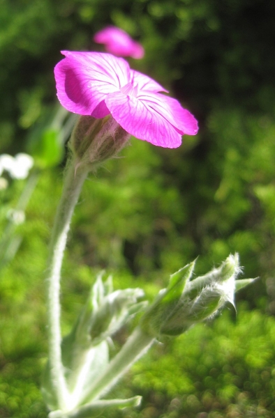 Pflanzenbild gross Kron-Lichtnelke - Silene coronaria