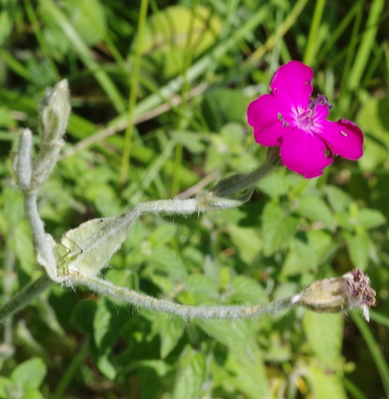 Pflanzenbild gross Kron-Lichtnelke - Silene coronaria