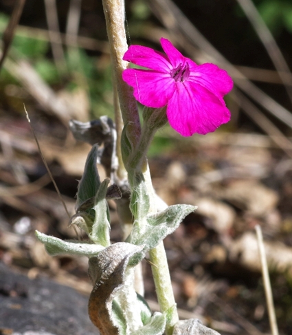 Pflanzenbild gross Kron-Lichtnelke - Silene coronaria