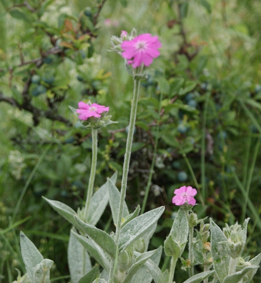 Pflanzenbild gross Jupiter-Lichtnelke - Silene flos-jovis