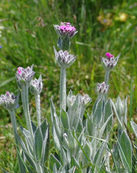 Pflanzenbild gross Jupiter-Lichtnelke - Silene flos-jovis
