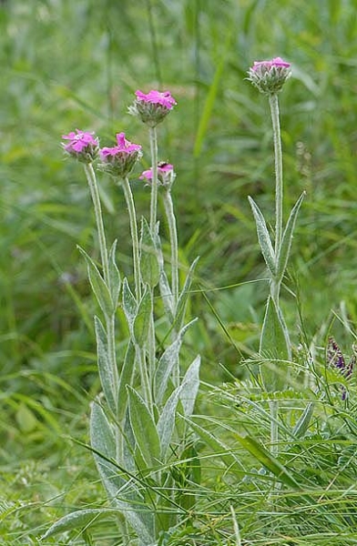 Pflanzenbild gross Jupiter-Lichtnelke - Silene flos-jovis
