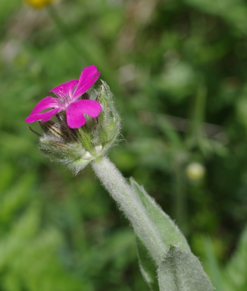 Pflanzenbild gross Jupiter-Lichtnelke - Silene flos-jovis