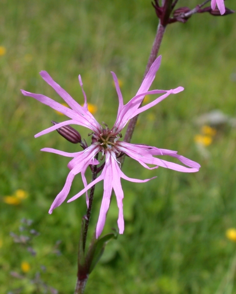Pflanzenbild gross Kuckucks-Lichtnelke - Silene flos-cuculi