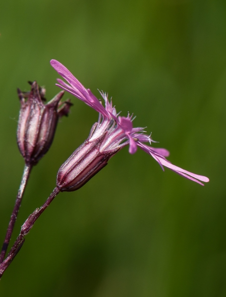 Pflanzenbild gross Kuckucks-Lichtnelke - Silene flos-cuculi