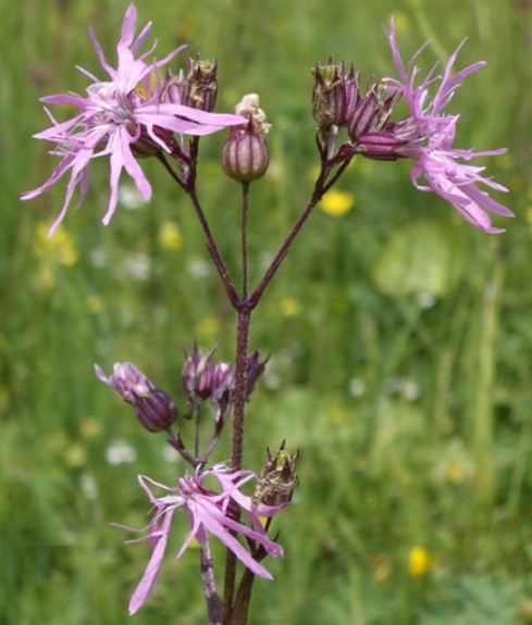 Pflanzenbild gross Kuckucks-Lichtnelke - Silene flos-cuculi