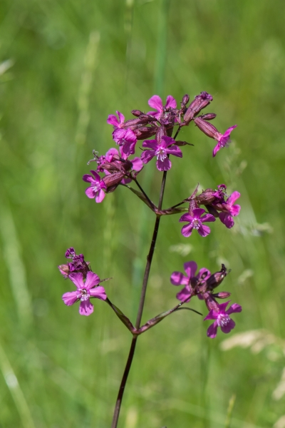 Pflanzenbild gross Gemeine Pechnelke - Silene viscaria