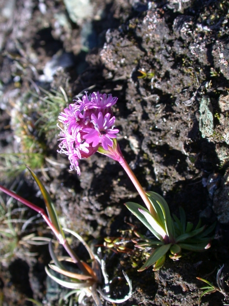 Pflanzenbild gross Alpen-Pechnelke - Silene suecica
