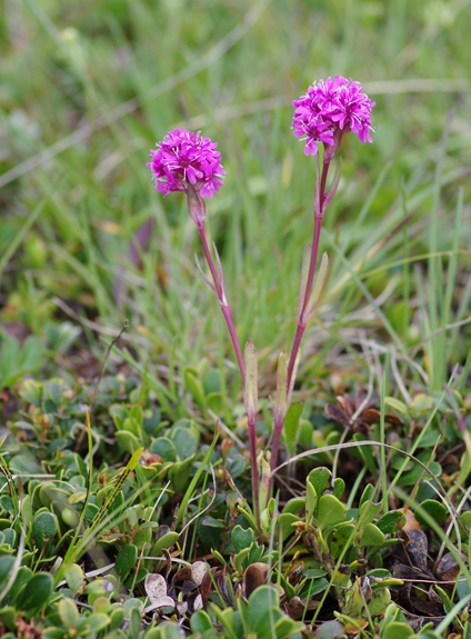 Pflanzenbild gross Alpen-Pechnelke - Silene suecica