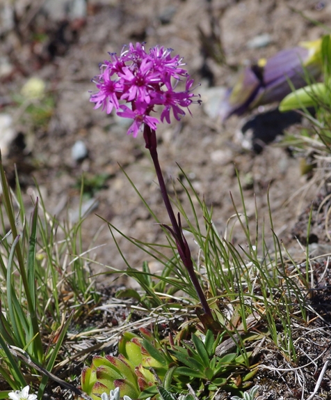 Pflanzenbild gross Alpen-Pechnelke - Silene suecica