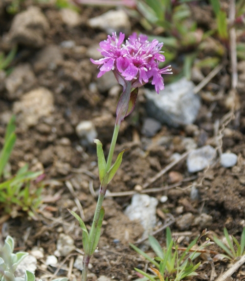 Pflanzenbild gross Alpen-Pechnelke - Silene suecica