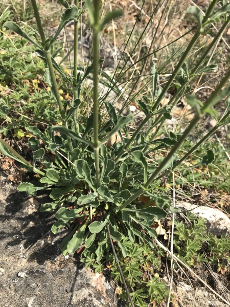 Pflanzenbild gross Öhrchen-Leimkraut - Silene otites