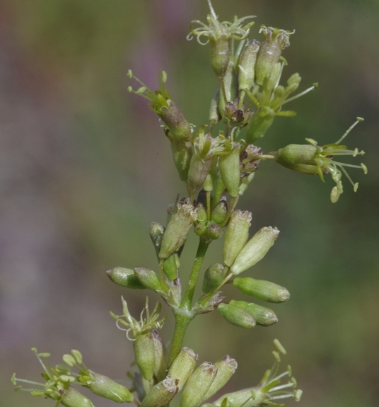 Pflanzenbild gross Öhrchen-Leimkraut - Silene otites