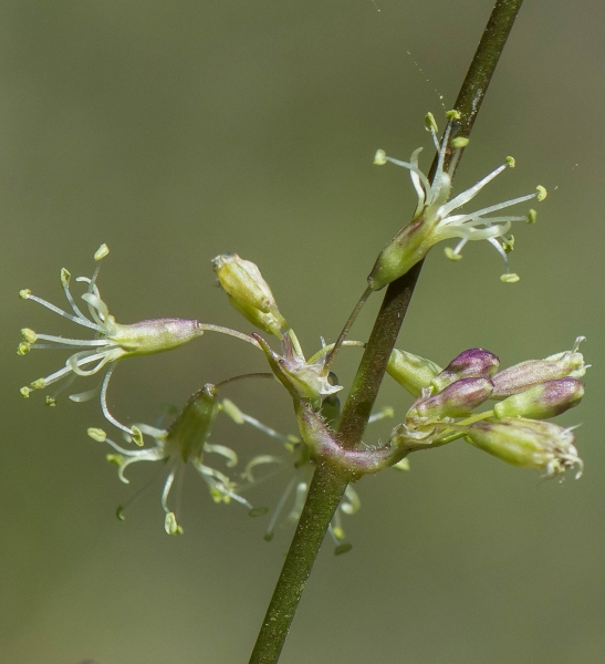 Pflanzenbild gross Öhrchen-Leimkraut - Silene otites